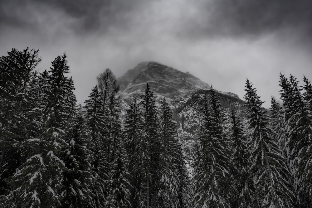 a mountain covered in snow surrounded by trees