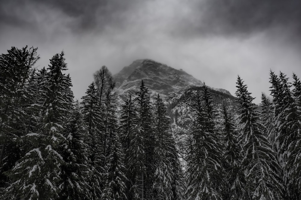 uma montanha coberta de neve cercada por árvores