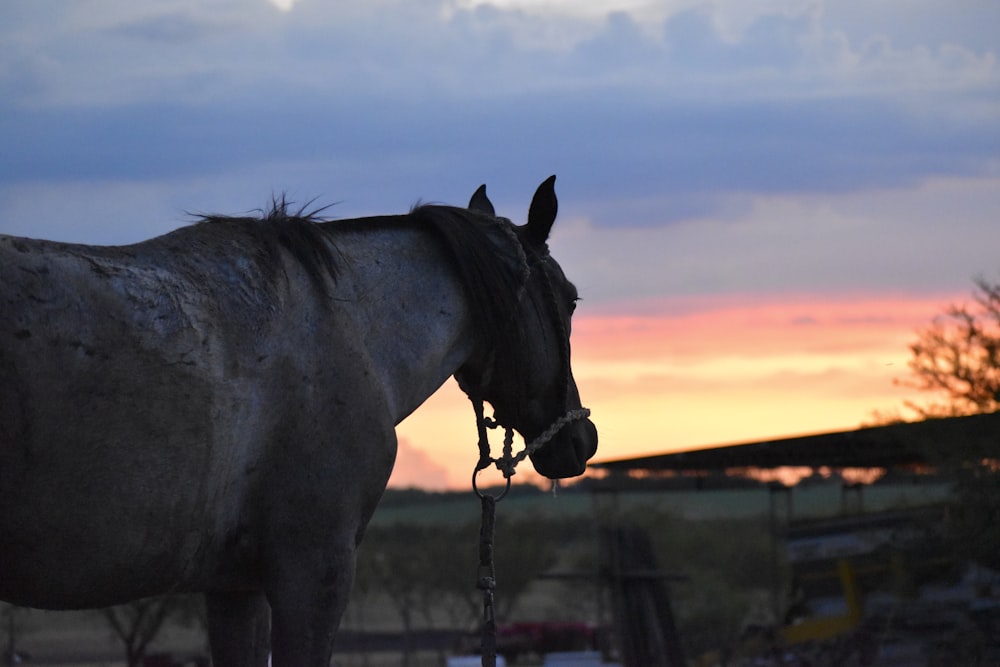 a horse with a bridle and a sunset in the background