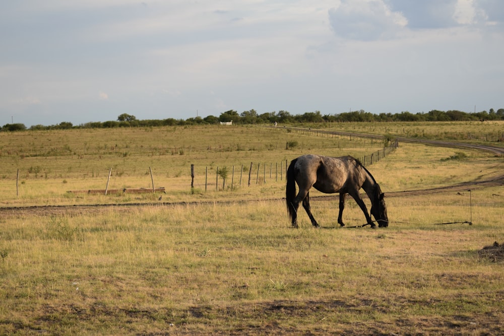 a horse grazes on grass in a field
