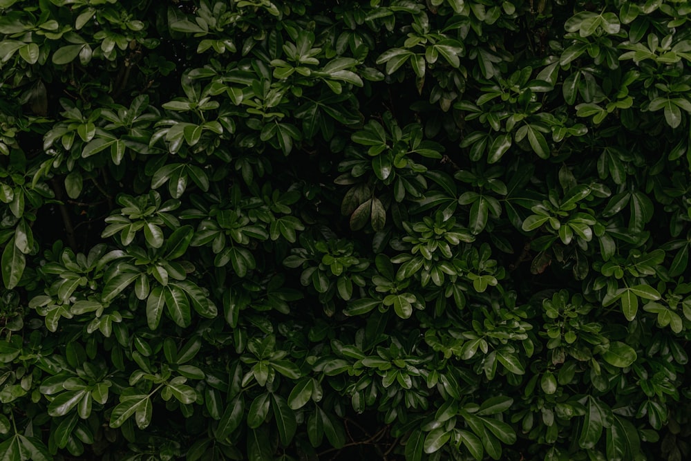 a close up of a tree with green leaves