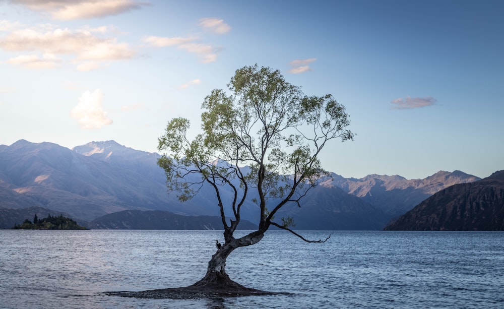 a lone tree in the middle of a lake