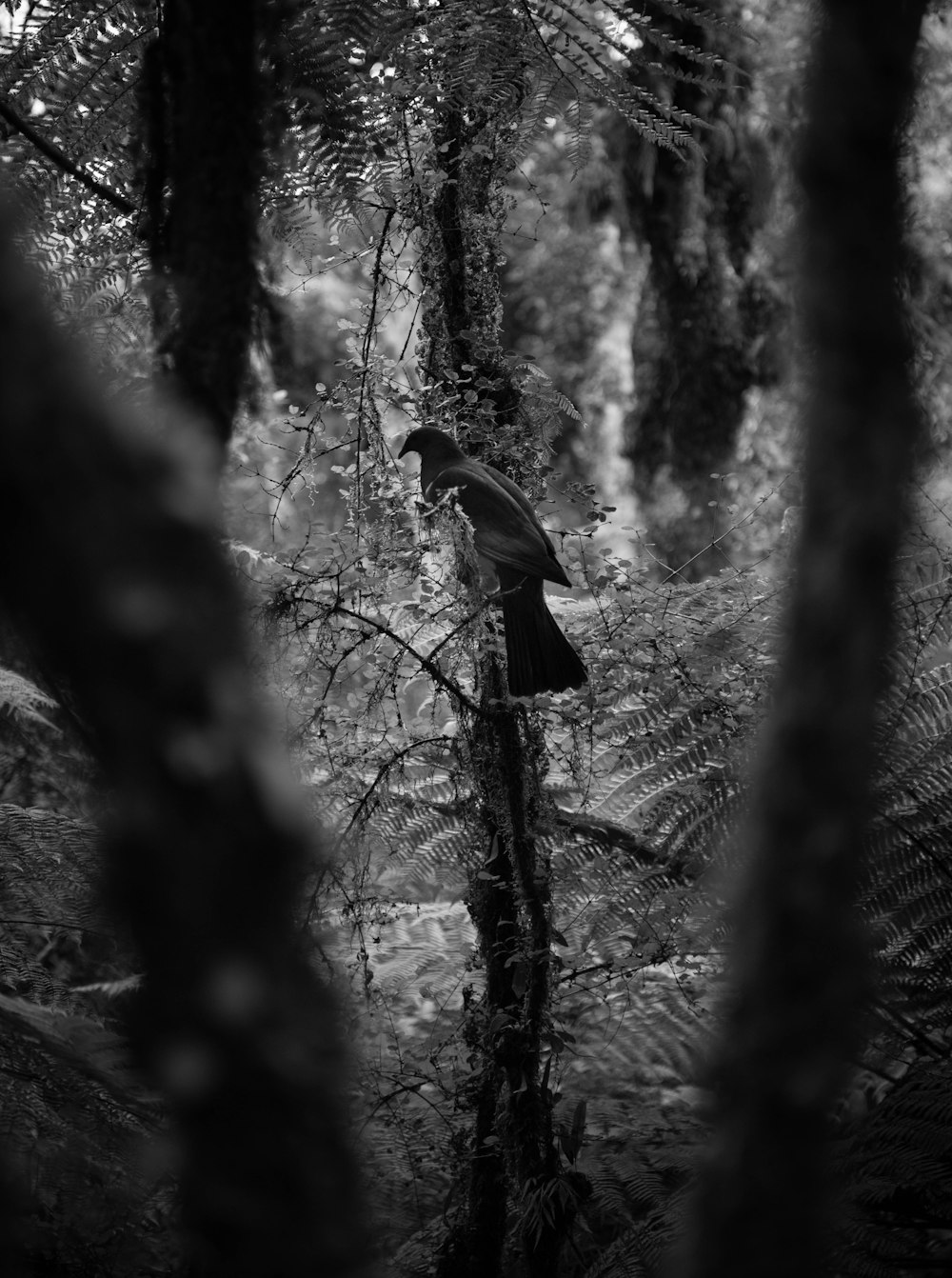 a bird perched on a tree branch in a forest