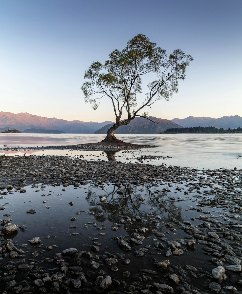 a lone tree on a rocky beach with mountains in the background