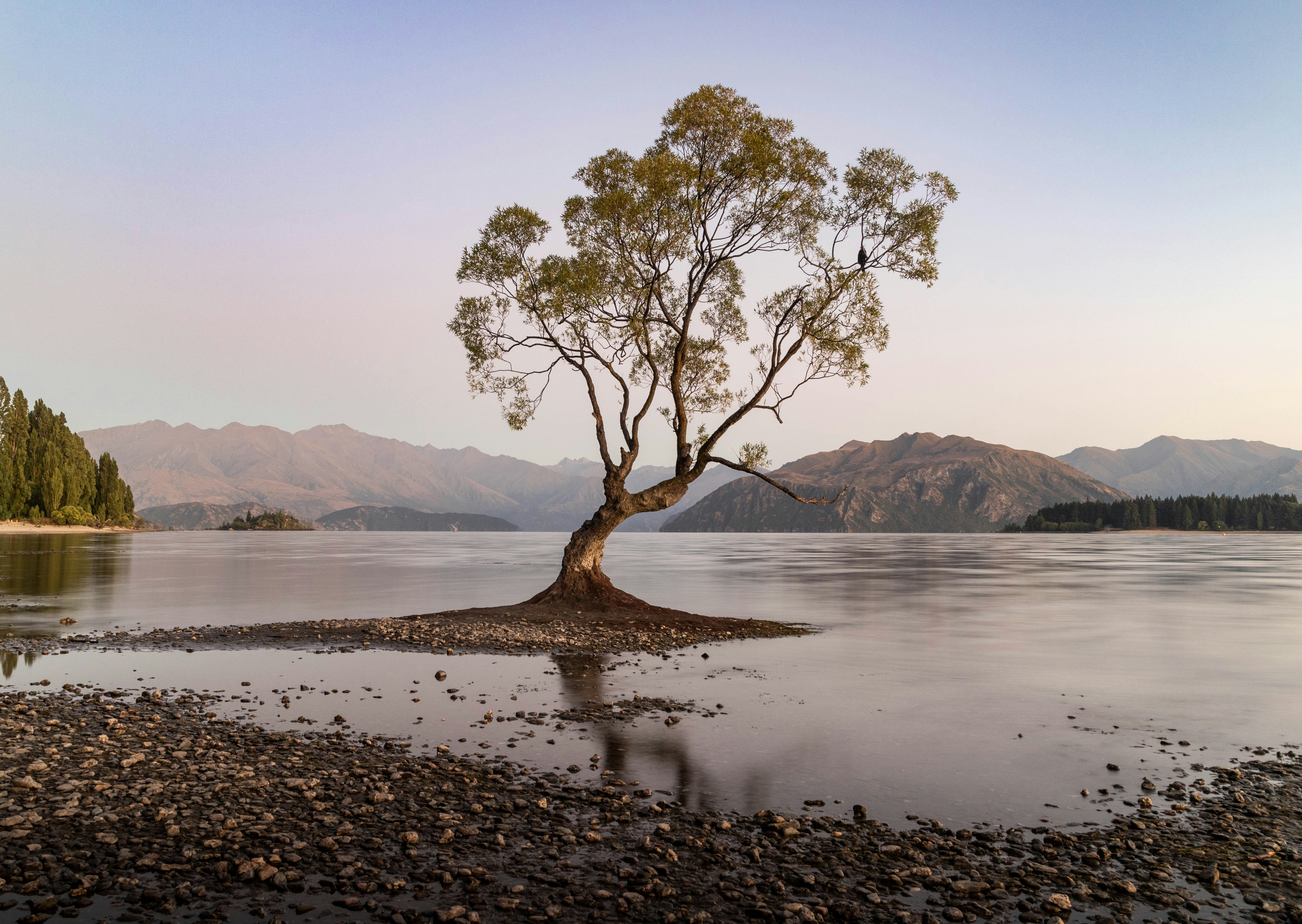 A lone tree on a small island in the middle of a lake photo – Free Tree ...