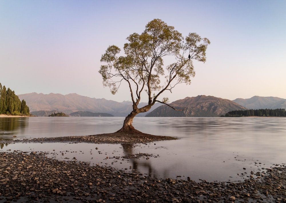 a lone tree on a small island in the middle of a lake