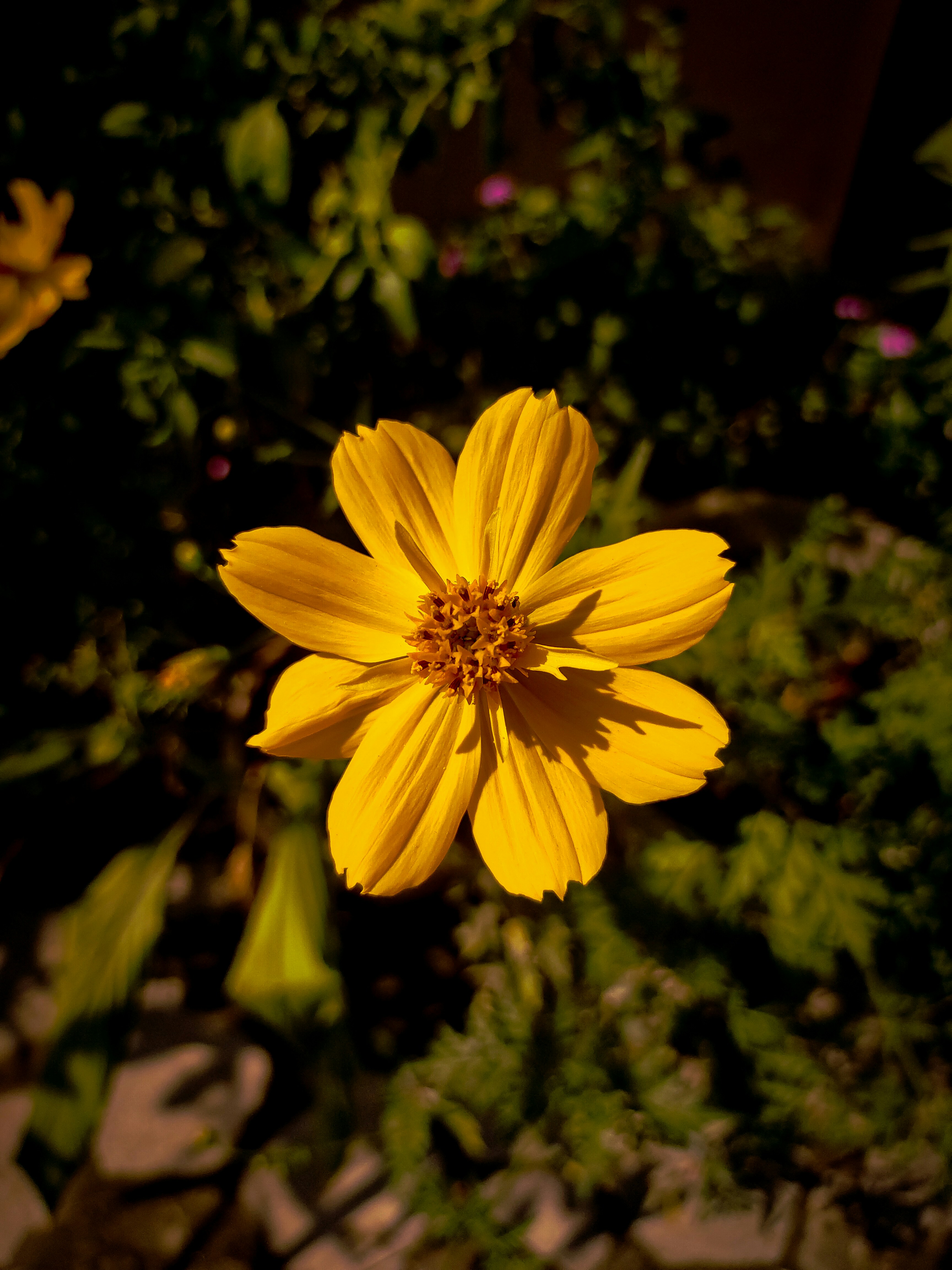 Photo by __mayankjpg__