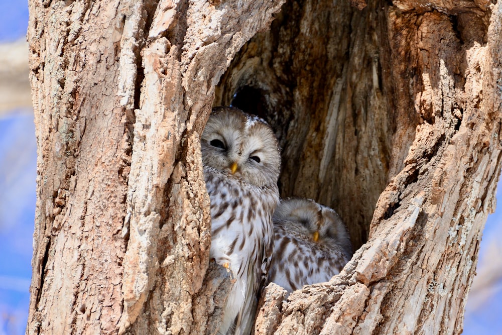 two owls sitting in a hollow in a tree