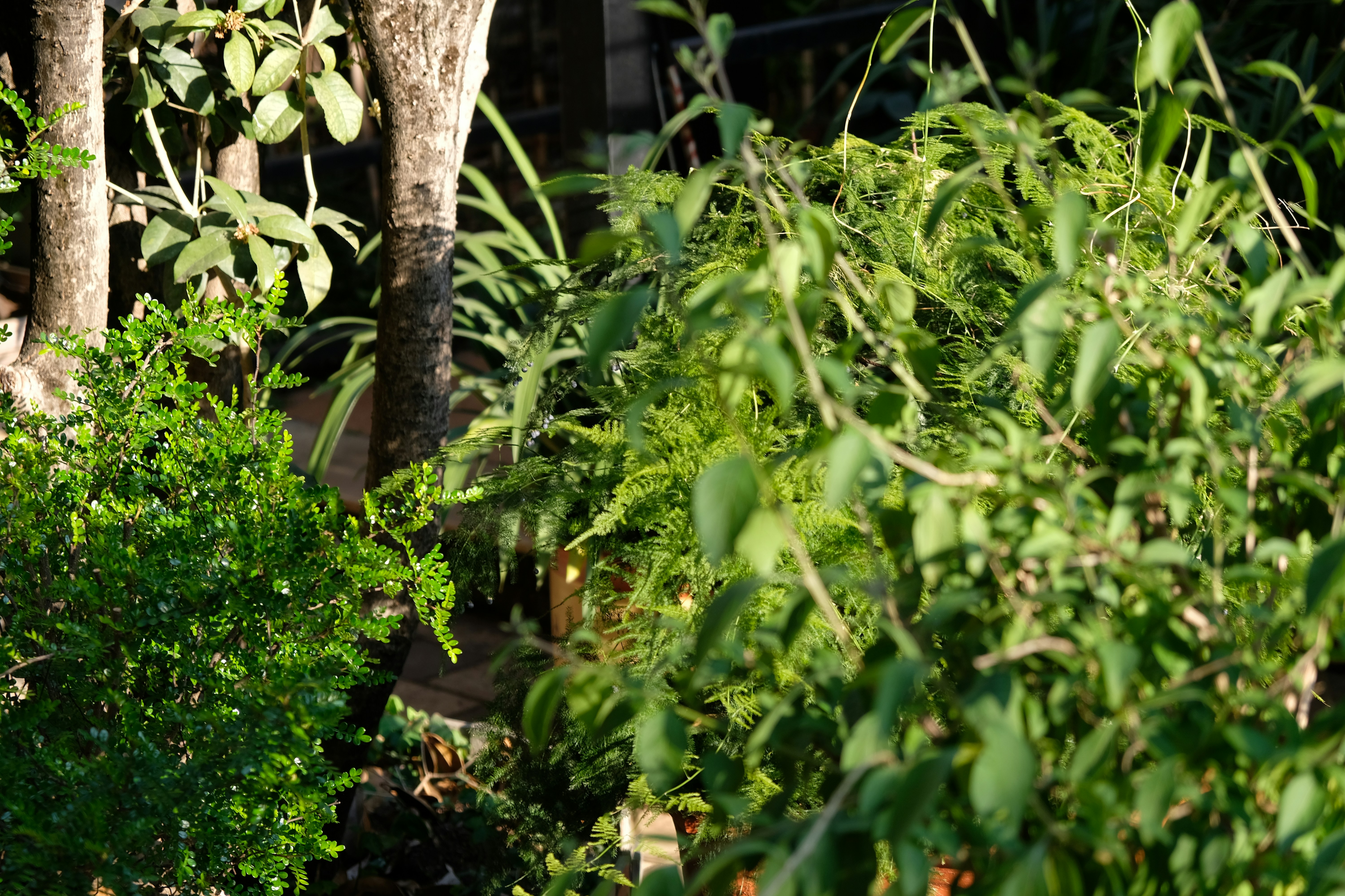 A person using pruning shears to trim a healthy plant in a garden.