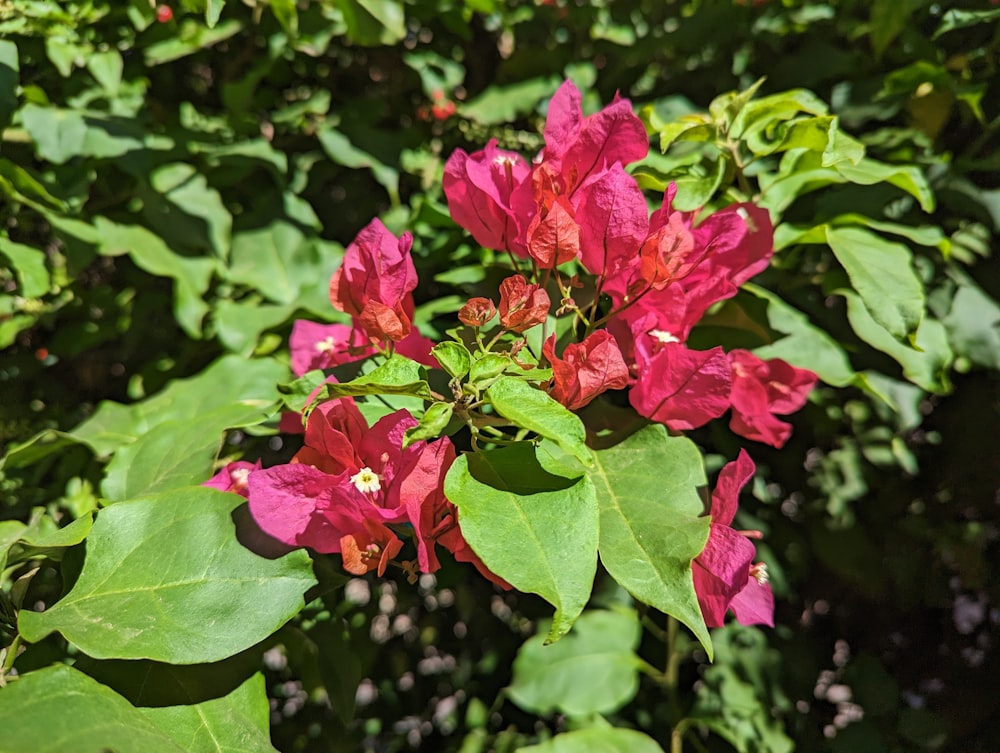 a bunch of flowers that are on a tree