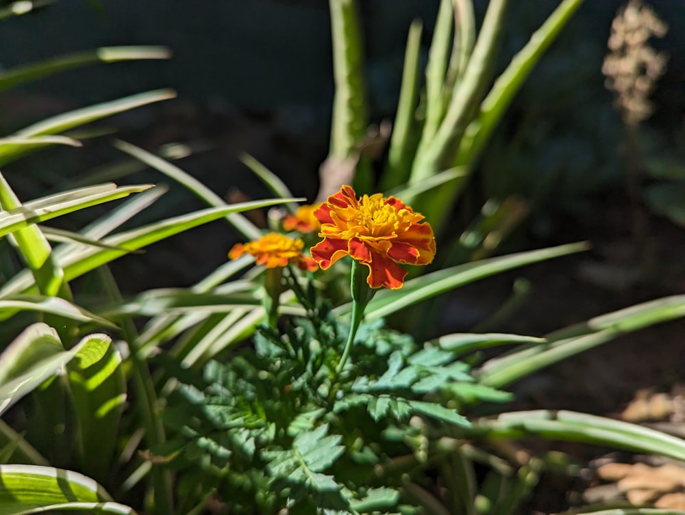 an orange and yellow flower in a garden