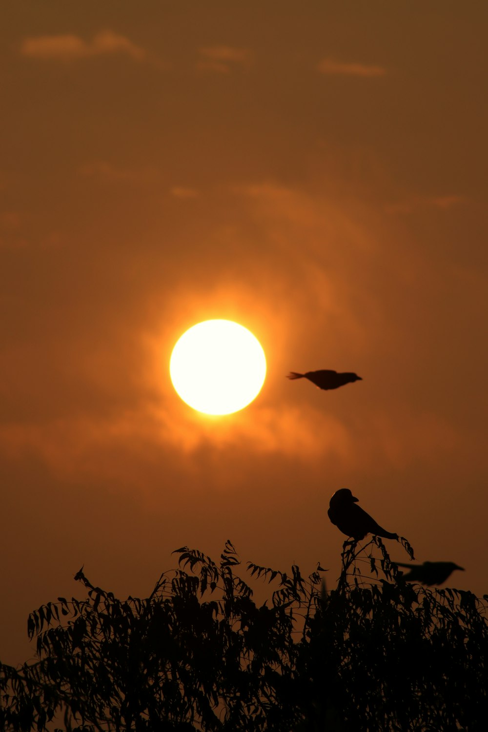 un oiseau assis au sommet d’un arbre à côté du soleil