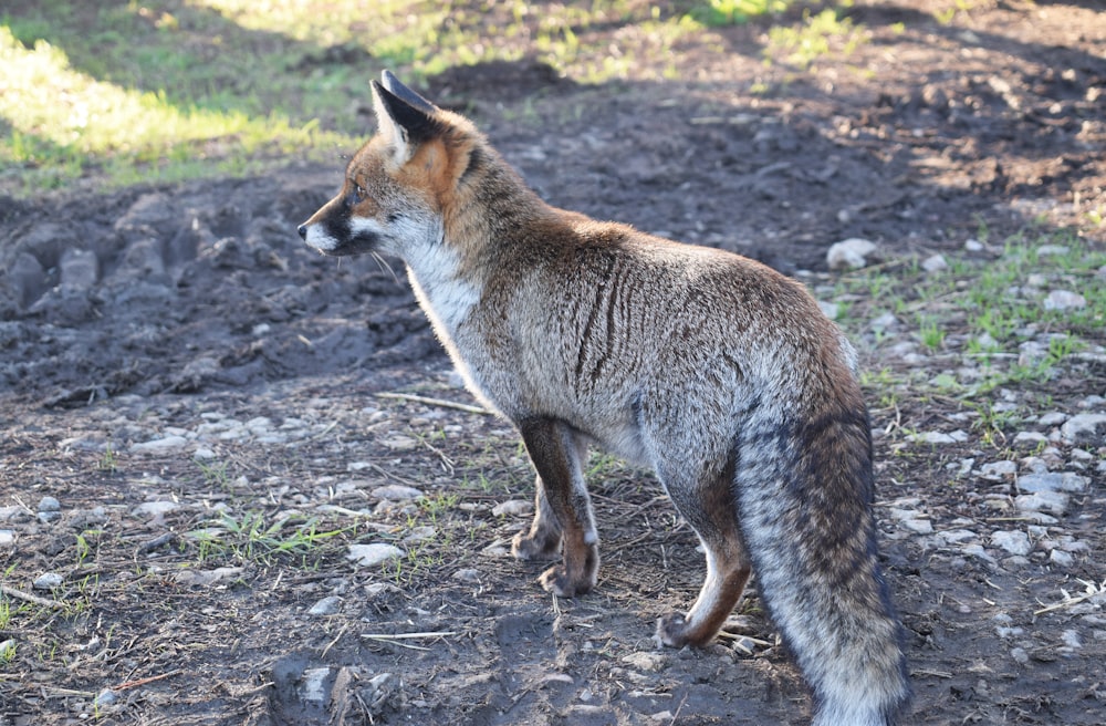 a fox standing on top of a dirt field