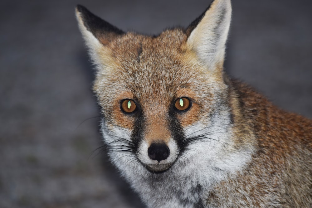 a close up of a fox's face with yellow eyes