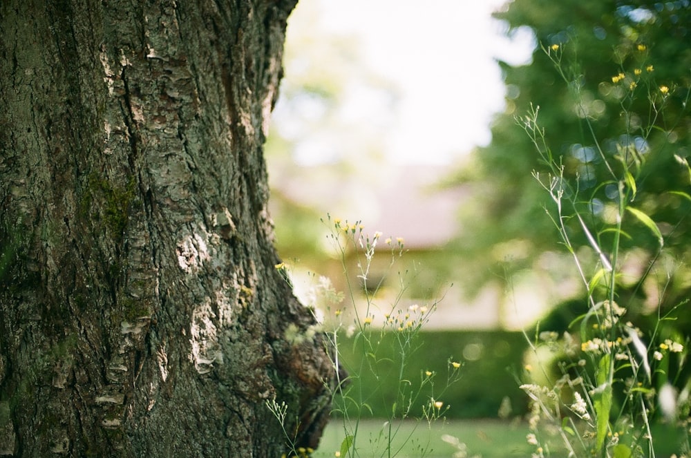 a close up of a tree trunk with a house in the background