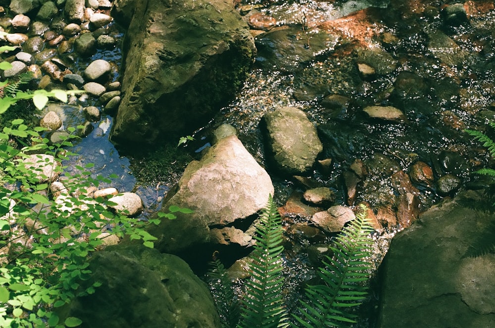 a stream running through a lush green forest