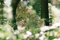 Mystical landscape scene depicted on a proxy card, blending fantasy and mystery.