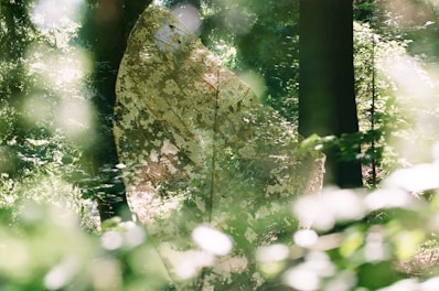 A lenticular print showing a shifting 3D image of a mystical forest scene.
