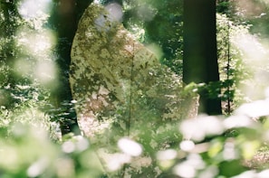 A serene forest scene with lush green foliage and dappled sunlight filtering through the trees. A large, translucent, intricately patterned object or texture seems to overlay the natural setting, creating a mysterious and mystical atmosphere.