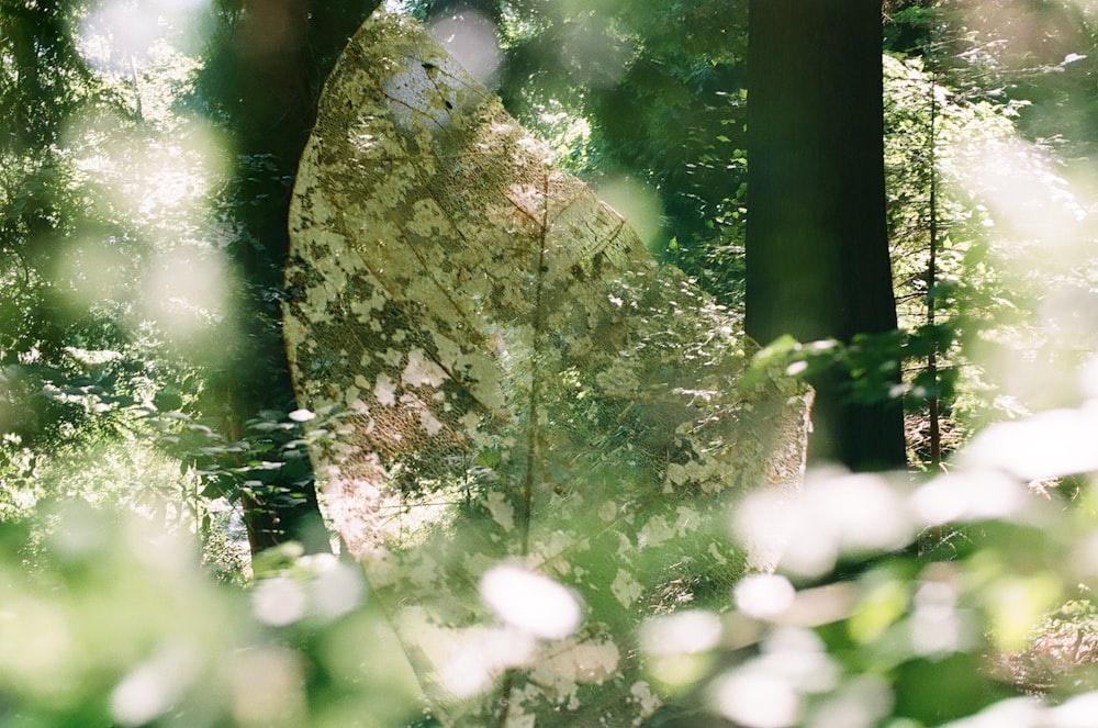 a large rock in the middle of a forest