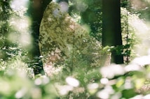 A serene forest scene with lush green foliage and dappled sunlight filtering through the trees. A large, translucent, intricately patterned object or texture seems to overlay the natural setting, creating a mysterious and mystical atmosphere.