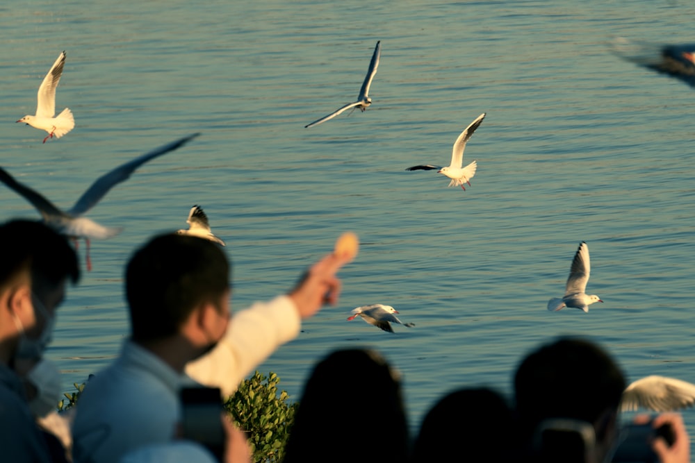 a group of birds flying over a body of water