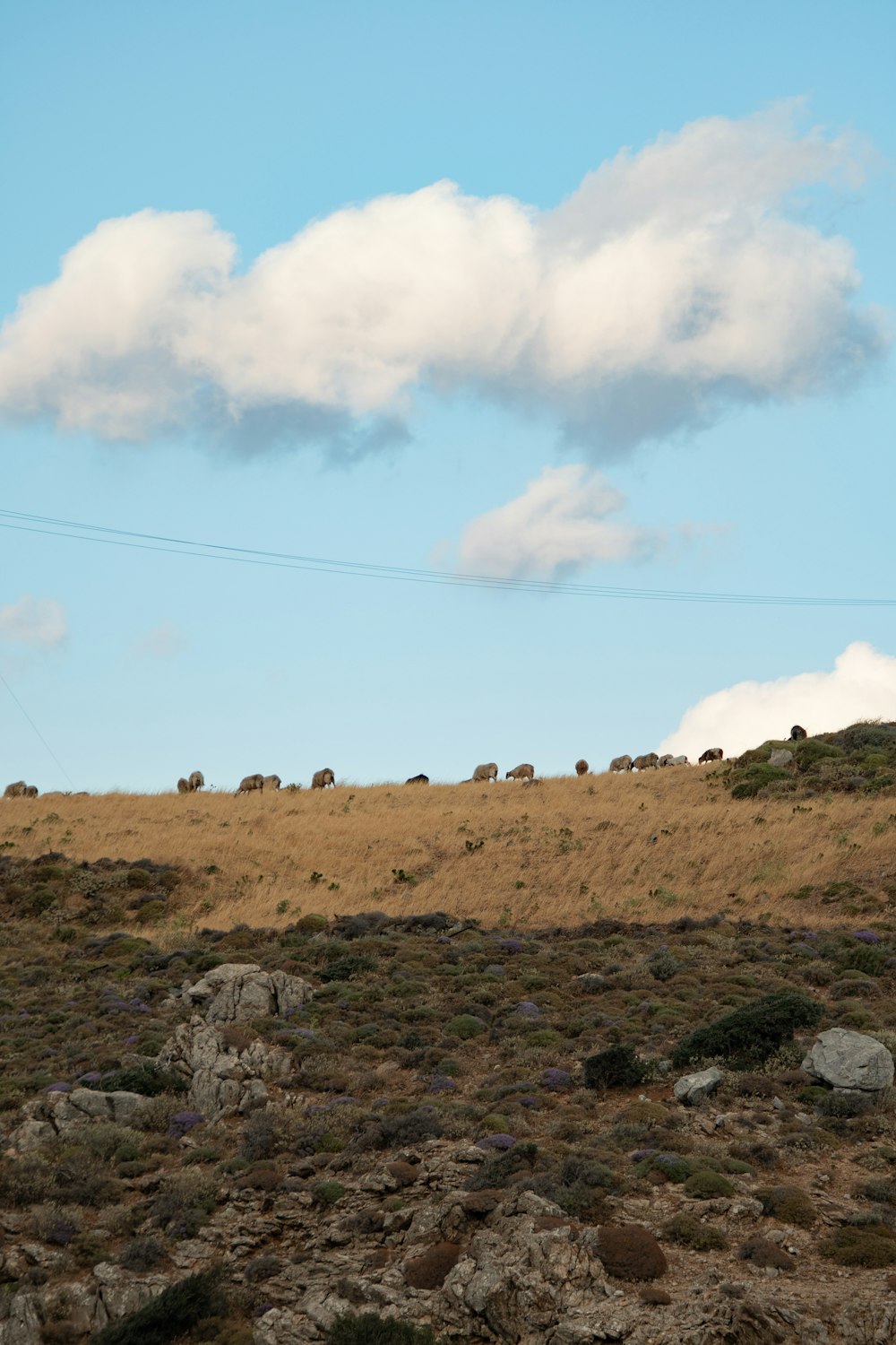 a group of animals grazing on a dry grass field