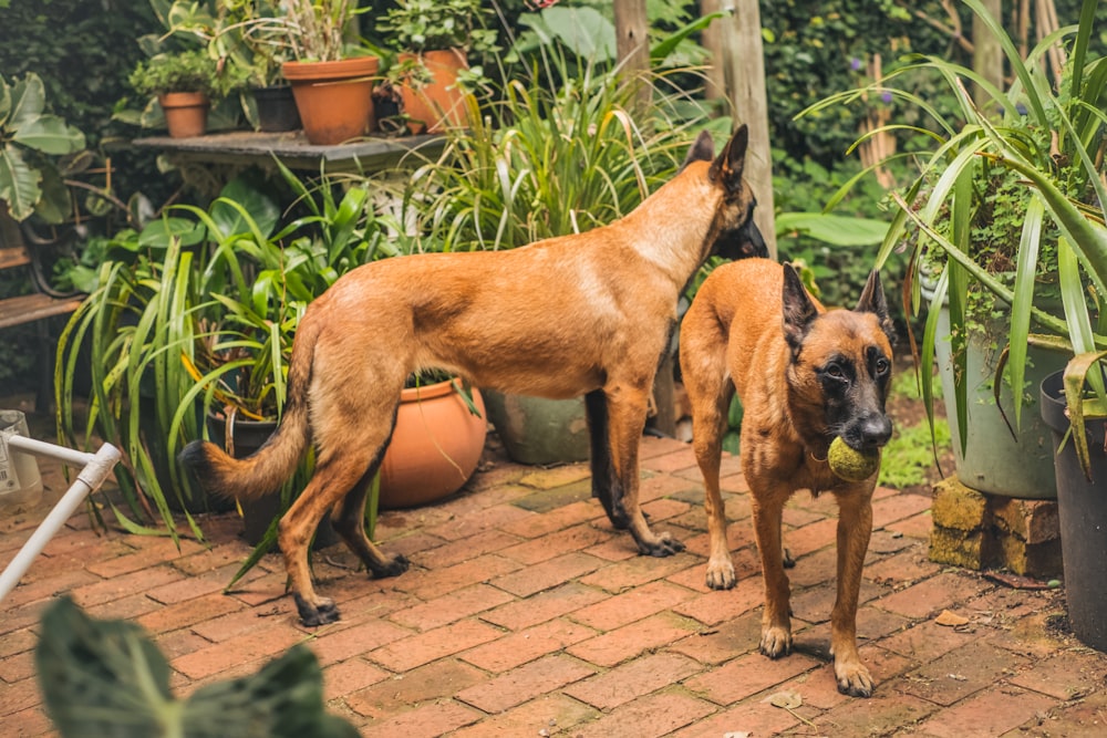 a couple of dogs standing next to each other