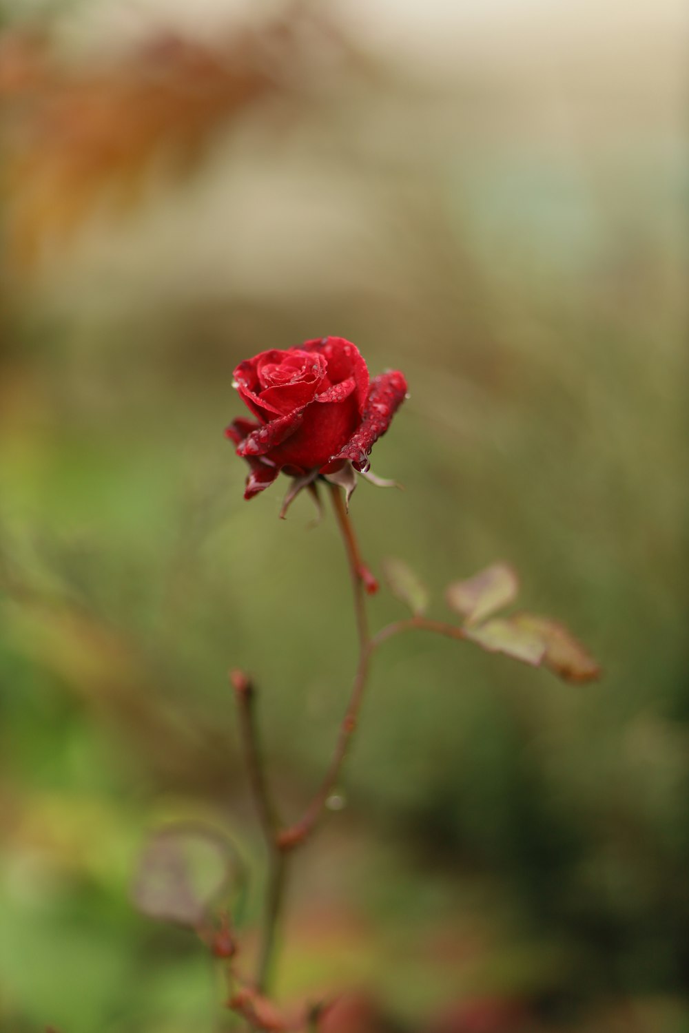 a single red rose with a blurry background