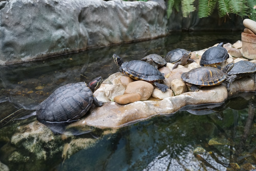 a group of turtles sitting on a rock in a pond