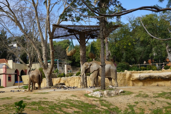 A group of elephants leisurely standing in a zoo habitat surrounded by trees and foliage. They are in a sandy, enclosed area with a mixture of grass patches and dry earth. Overhead, there are hanging baskets possibly filled with food. Pigeons are scattered around the ground.