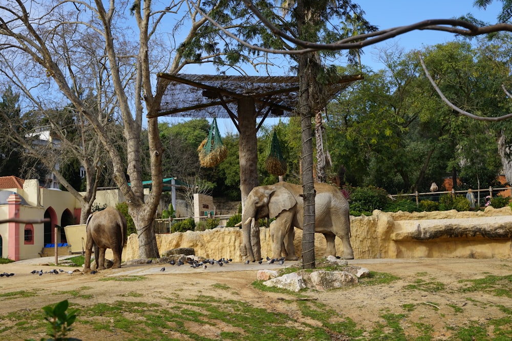 a couple of elephants standing next to each other