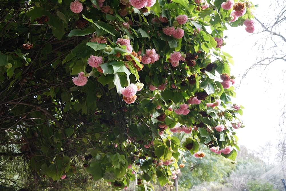 a bunch of pink flowers hanging from a tree