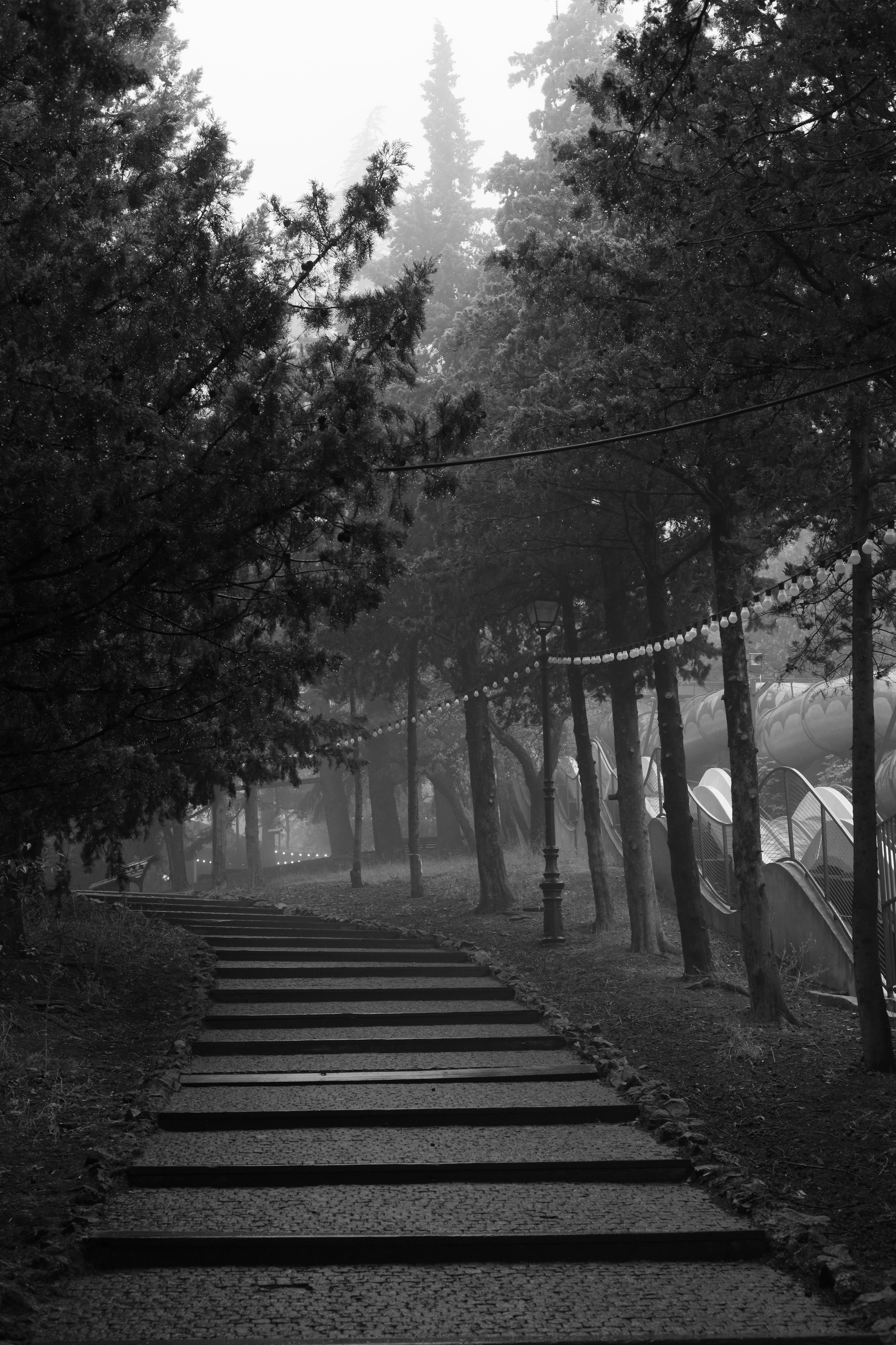 A black and white photo of a path in the woods photo – Free Georgia ...
