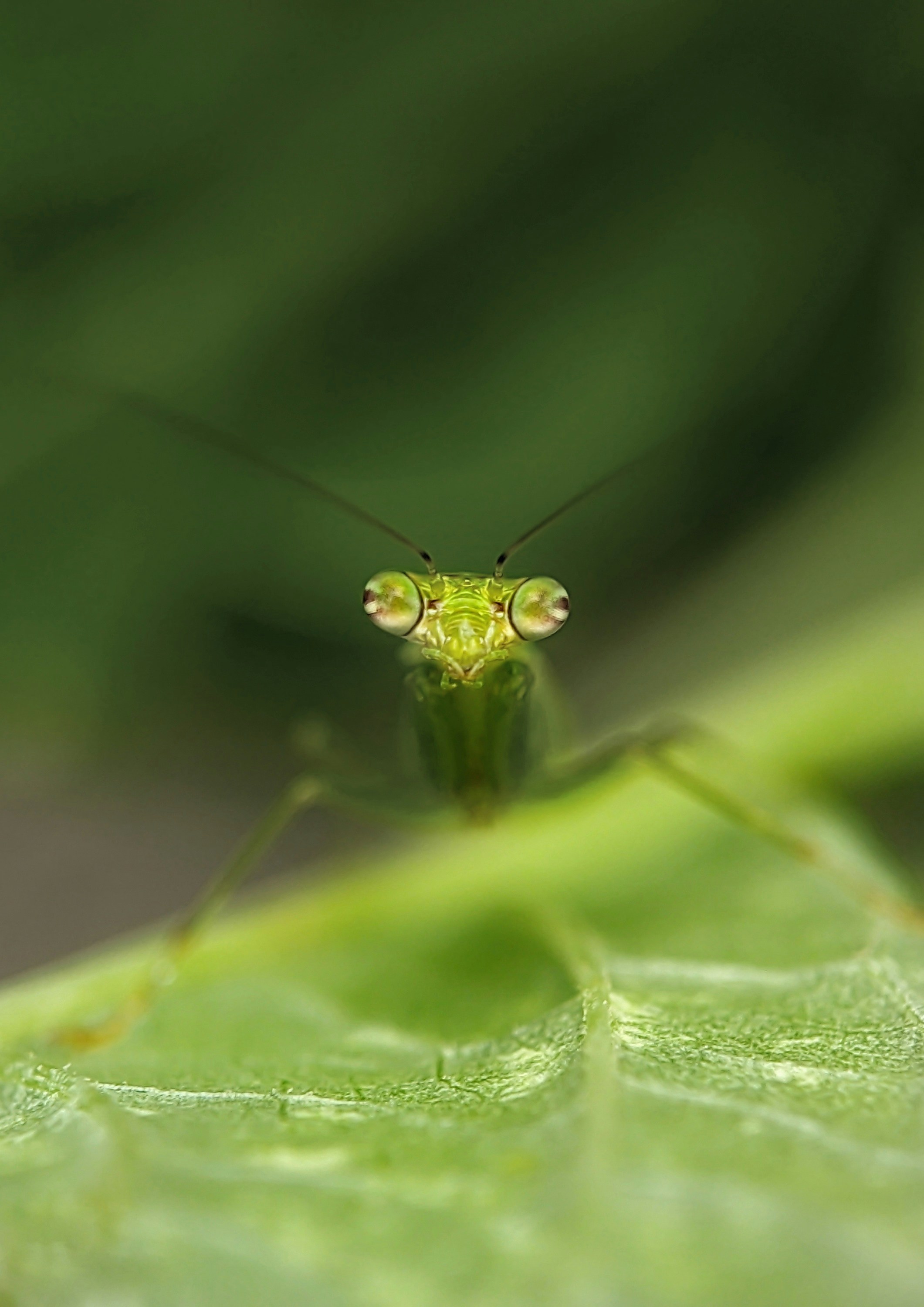 Praying Mantis Nymph