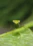 Close-up of a vibrant praying mantis perched on a green leaf.