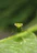 Close-up of a vibrant praying mantis perched on a green leaf.