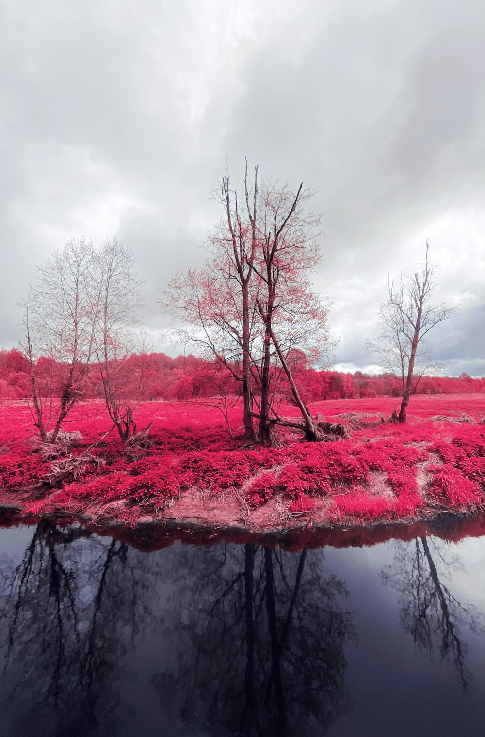 a group of trees that are standing in the grass