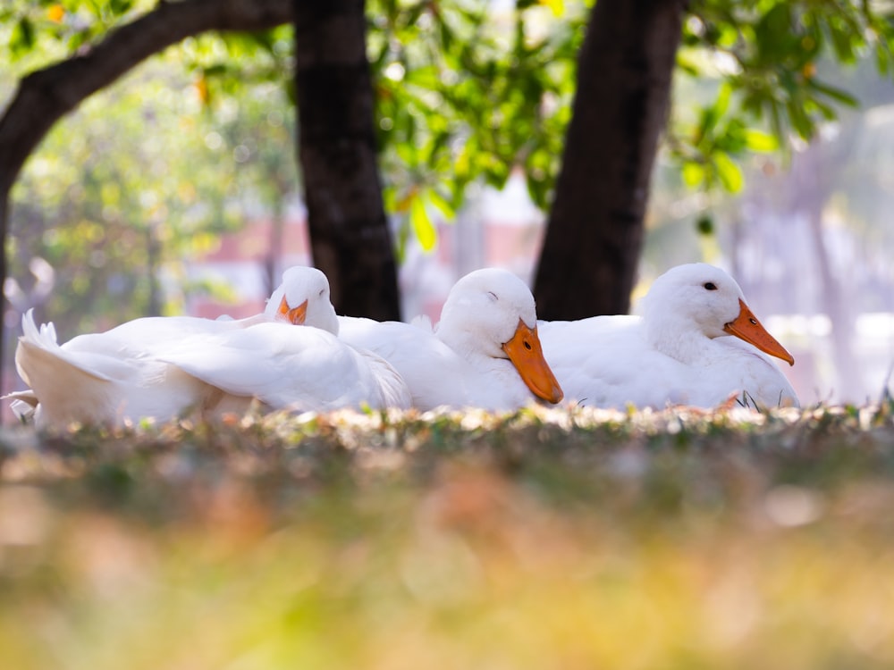 a group of ducks sitting in the grass