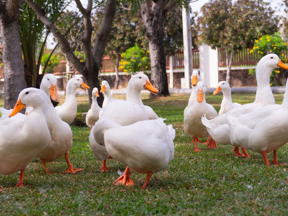 a group of ducks standing on top of a lush green field