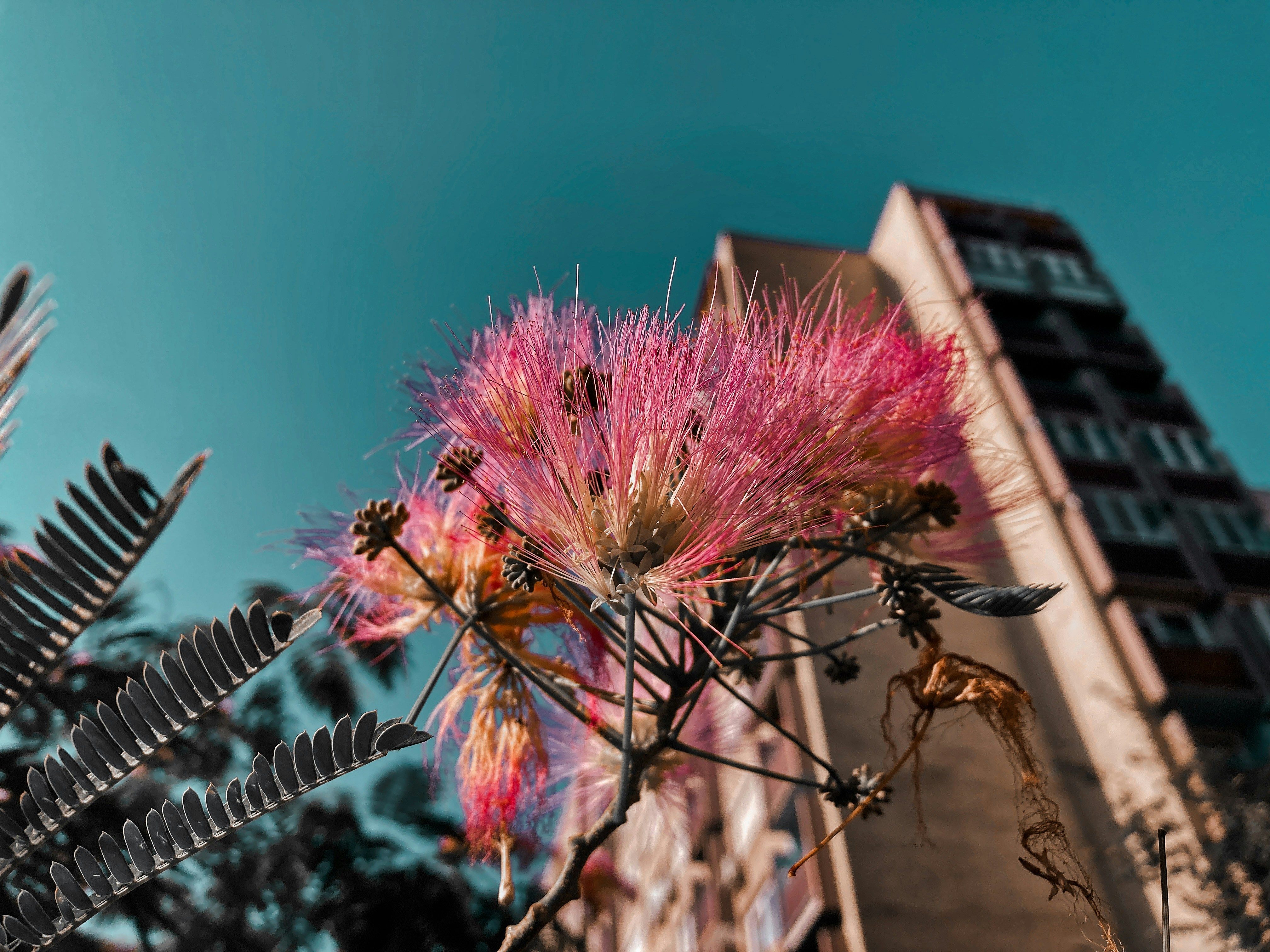 a pink flower in front of a tall building