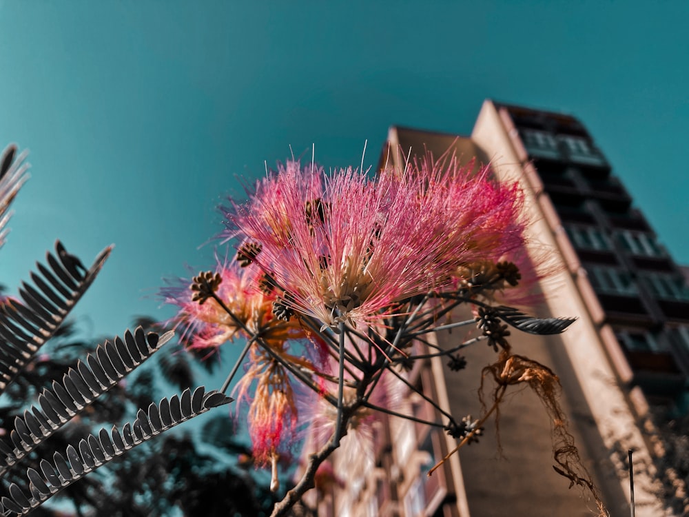 a pink flower in front of a tall building