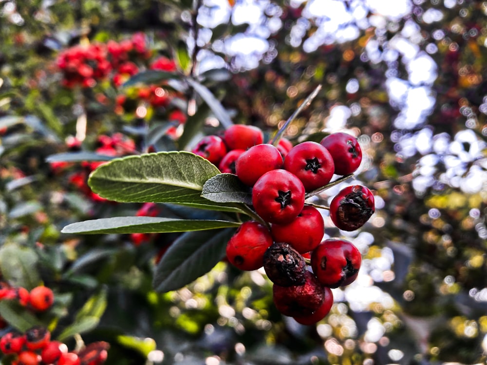 Red Berries Pictures  Download Free Images on Unsplash