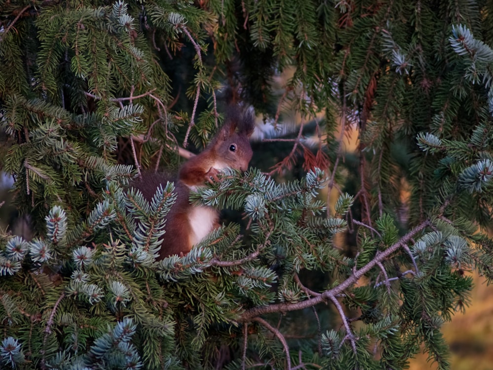 a squirrel sitting in a tree looking out from behind the branches