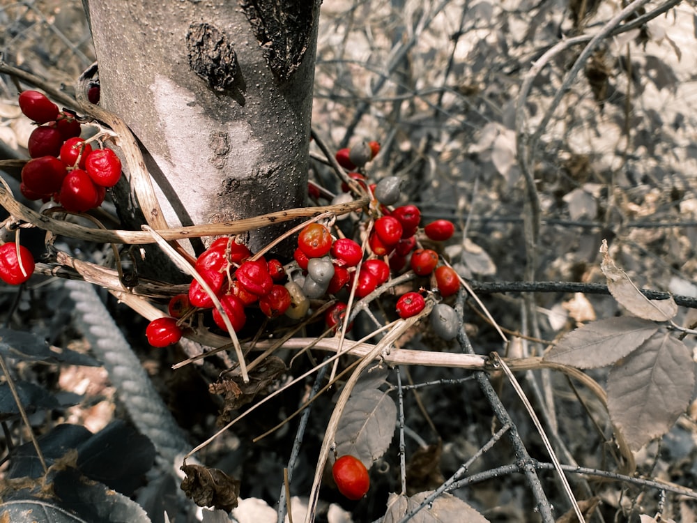 a tree with red berries growing on it