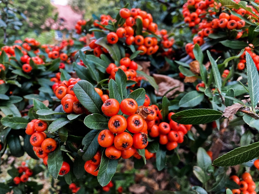 a bush full of red berries with green leaves