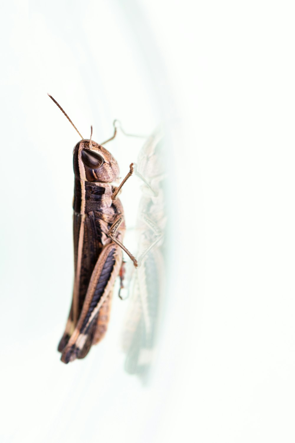 a close up of a bug on a white surface