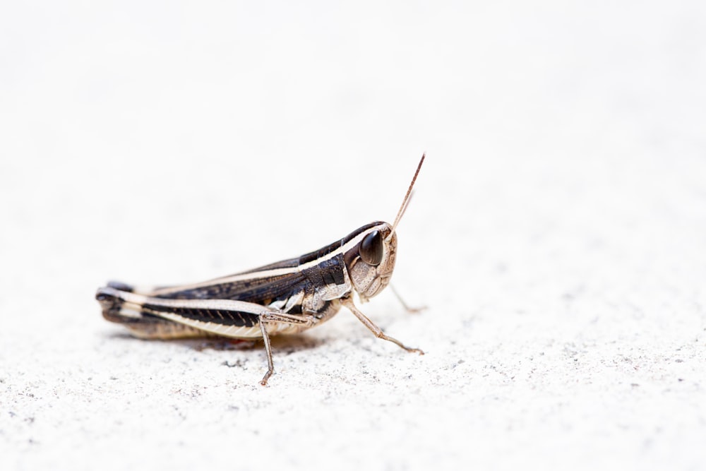 a close up of a small insect on a white surface