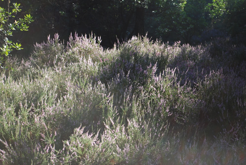 a grassy field with trees in the background