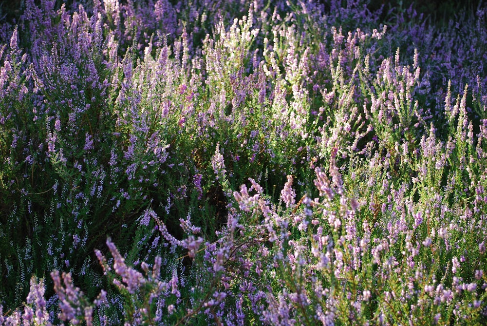 a field full of purple flowers next to a forest